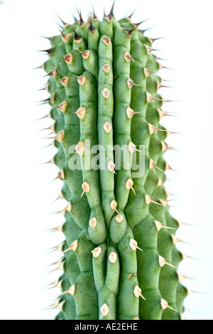 Hoodia Gordonii südafrikanischen Wüstenpflanze gegen Fettleibigkeit Kalahari Bushmen Stockfoto