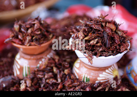 Heuschrecken in Chilis Chapulines als Delikatesse genossen während des Tages der Toten Festival Oaxaca-Stadt Mexiko gebraten Stockfoto