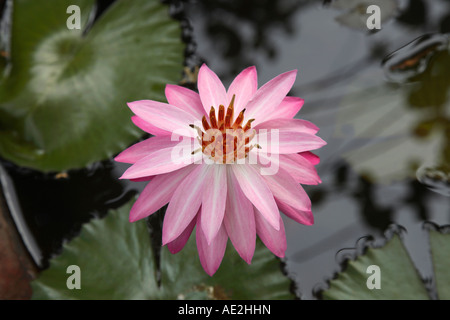 Draufsicht der pink Lotus. Heilige Lotus Nelumbo Nucifera Familie: Nelumbonaceae. Lotus ist die nationale Blume von Indien Stockfoto