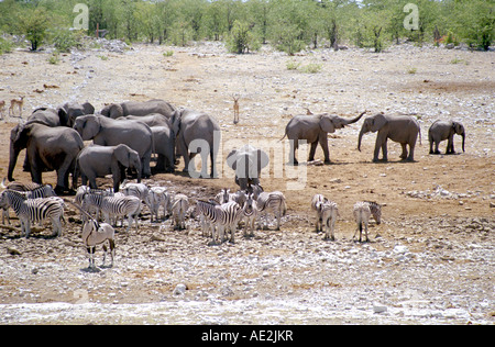 Elefantenherde, Zebras, Springböcke, Oryx an einem Wasserloch im Etosha National Park, Namibia. Stockfoto