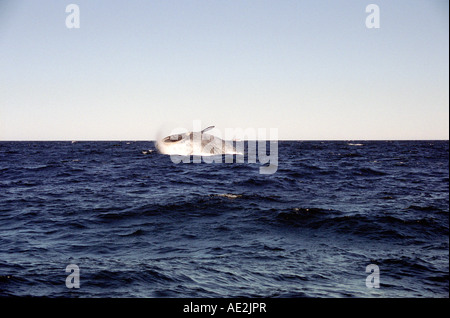 Southern Right Whale Jumping (Verletzung) im Meer vor der Halbinsel Valdes, auf der argentinischen Küste. Stockfoto