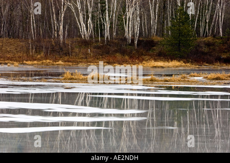 Birken, spiegelt sich in nassem Eis teilweise gefrorenen Beaverpond, Greater Sudbury, Ontario, Kanada Stockfoto