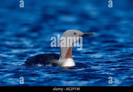 Red-throated Loon Gavia Stellata Erwachsenen Kongsfjords Norwegen Juni 2001 Stockfoto