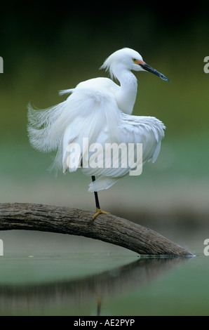 Snowy Reiher Egretta unaufger Erwachsenen putzen Starr County Rio Grande Valley, Texas USA Mai 2002 Stockfoto