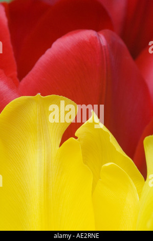 Rote und gelbe Tulpen Blumen einfach hellen Farben des Frühlings Stockfoto