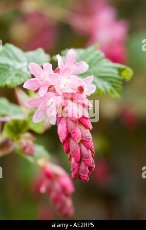 Ribes Sanguineum Pulborough Scarlet Frühling blühender Johannisbeere Strauch für den Garten Stockfoto