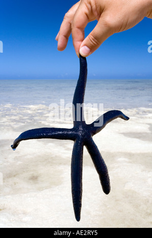 Halten einen Seestern auf einer Sandbank in der Yasawa-Inseln im Südpazifik Fidschi Stockfoto