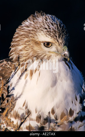 Rot - angebundener Falke, Buteo Jamaicensis Erwachsenen Bosque del Apache National Wildlife Refuge New mexico USA Dezember 2003 Stockfoto