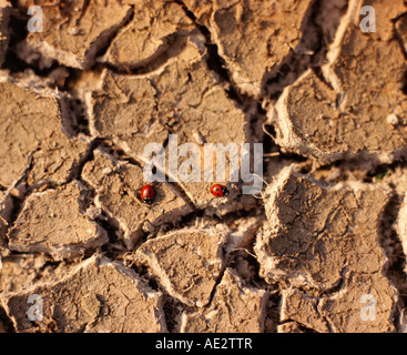 Ein Foto von zwei roten Marienkäfer auf einer Fläche von Rissige Erde Stockfoto