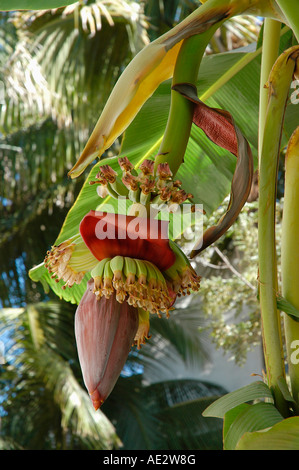 Banane Blume Stockfoto