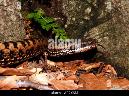 Eine weibliche Kreuzotter Inspektion der Luft mit Zunge in Northern Dinarische Gebirge (Slowenien - Kroatien) Stockfoto