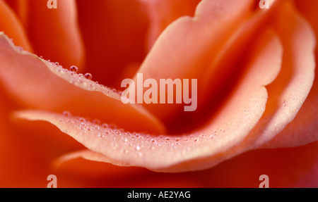 Ein Makro von einer roten rose Stockfoto