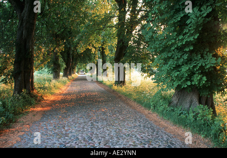 Rosskastanie (Aesculus Hippocastanum), Avenue im Sommer Stockfoto