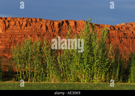 St. George, Utah Entrada bei Snow Canyon Golf Course, Red Hills Stockfoto