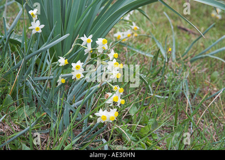 Polyanthus Narzisse Narcissus Tazetta wächst am Straßenrand grasige Ufer in der Nähe von Corte Frankreich Stockfoto