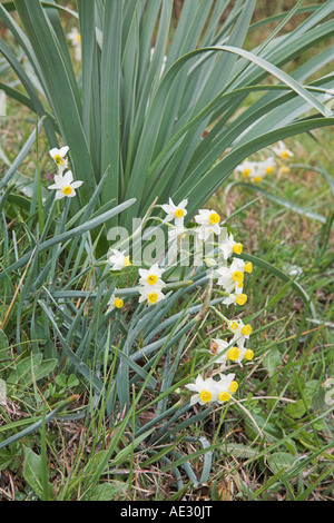 Polyanthus Narzisse Narcissus Tazetta wächst am Straßenrand grasige Ufer in der Nähe von Corte Frankreich Stockfoto