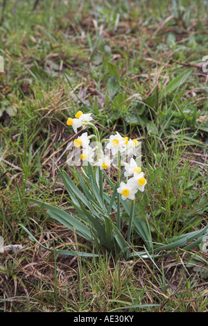 Polyanthus Narzisse Narcissus Tazetta wächst am Straßenrand grasige Ufer in der Nähe von Corte Frankreich Stockfoto