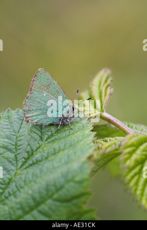 Grüner Zipfelfalter Callophrys Rubi auf Bramble Blatt Martin nach unten NNR Hampshire England Stockfoto