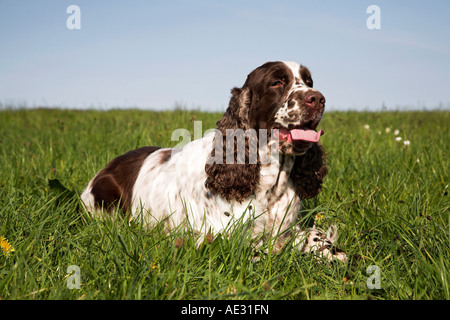 Englisch Springer Spaniel ruhenden Jagdhund Waffe Hund Abrufen von Spaniel Leber & weißen Hund arbeiten Stockfoto