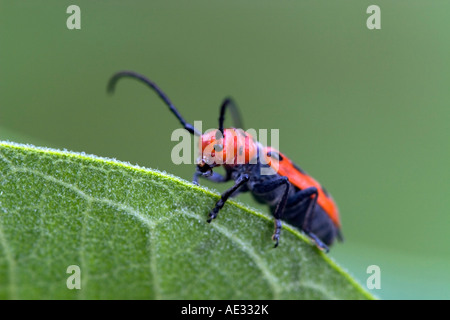 Rote Wolfsmilch Käfer Stockfoto