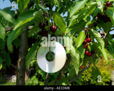 Recycling verwendet DVDs und CDs auf Kirschbaum zu verscheuchen Vögel Stockfoto