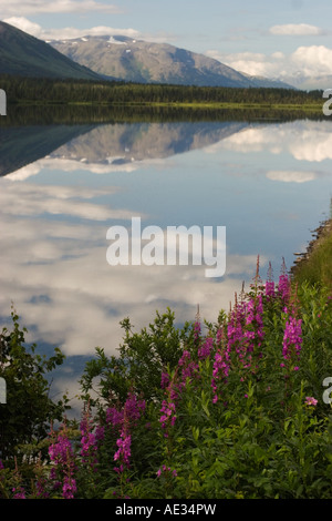 Eine weitere klassische Alaskan Sommerlandschaft - Weidenröschen, Berge im See spiegelt Stockfoto