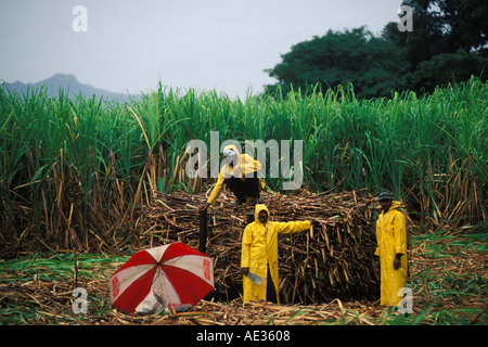 Fidschi, Zuckerrohr-Arbeiter, Viti Levu Stockfoto