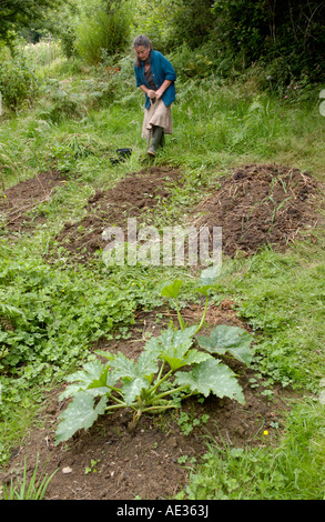 Jane Faith Gartenarbeit bei niedrigen Auswirkungen Ringlokschuppen gebaut von Tony Wrench am Brithdir Mawr Pembrokeshire West Wales UK EU Stockfoto