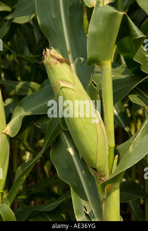 Minnesota Landwirtschaft Mais und Sojabohnen sind die zwei wichtigsten Kulturpflanzen des südlichen Minnesota Cob Mais Stockfoto