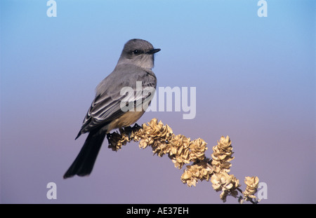 Say'sche Phoebe Sayornis Saya Erwachsenen Bosque del Apache National Wildlife Refuge New mexico USA Dezember 2003 Stockfoto