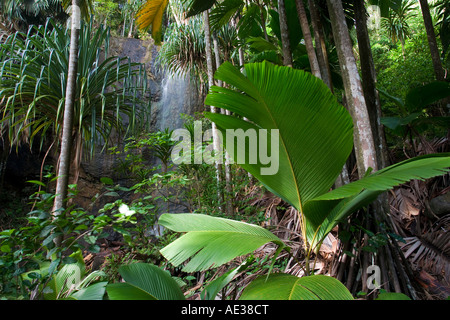 Wasserfall und Coco de Mer Palmen in die UNESCO-Weltkulturerbe Valle de Mei National Park Praslin Island-Seychellen Stockfoto