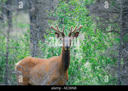 Bull Elk Sumer szenische Stockfoto