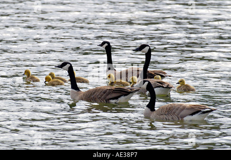 Kanadagänse mit Goslings Stockfoto