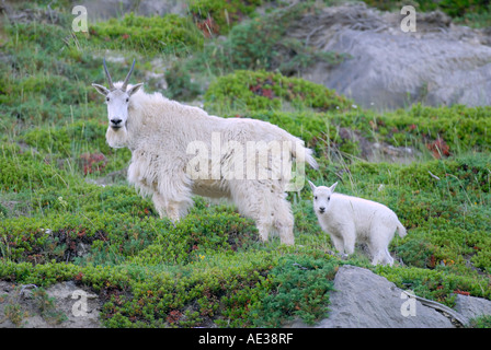 Mutter und Baby Bergziege Stockfoto