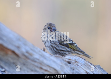Pine Siskin Stockfoto