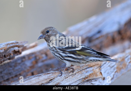 Pine Siskin Stockfoto