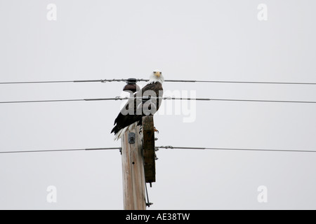 Weißkopf-Seeadler thront auf Elektromasten Blick in die Kamera Stockfoto