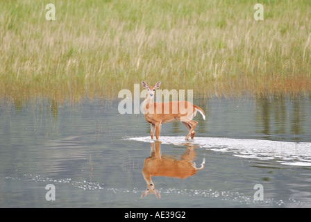 Whitetail Doe Deer 1 Stockfoto