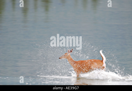 Whitetail Deer Doe laufen Stockfoto