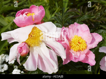 Rosa Mohnblumen in Monets Garten in Giverny Stockfoto