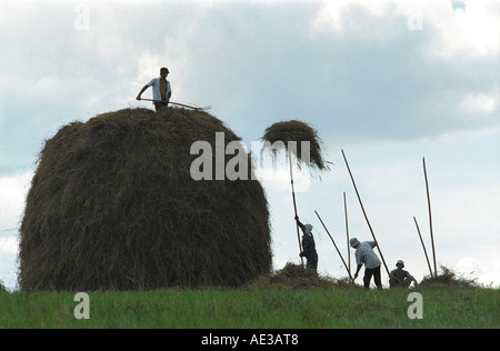 Landwirte, die sich Heuhaufen auf der Oberseite einen Heuhaufen. Altai. Sibirien. Russland Stockfoto