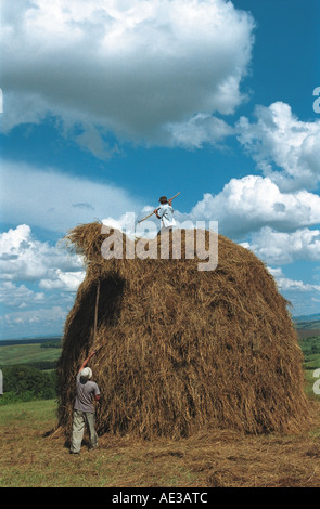 Landwirte, die sich Heuhaufen auf der Oberseite einen Heuhaufen. Altai. Sibirien. Russland Stockfoto