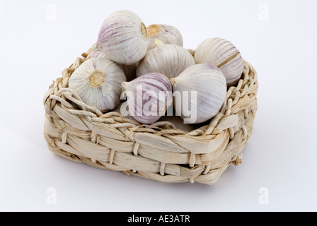 Elefant-Knoblauch, russische Knoblauch (Allium Ampeloprasum), Zwiebeln in einen kleinen Korb, Studio Bild Stockfoto