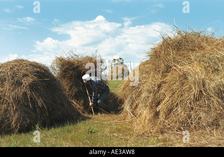 Der Bauer macht ein Heuhaufen. Altai. Sibirien. Russland Stockfoto