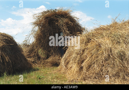 Der Bauer macht ein Heuhaufen. Altai. Sibirien. Russland Stockfoto