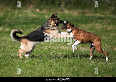 Zwei Hunde im Feld spielen Stockfoto