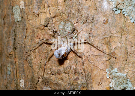 Zwei tailed Spider Hersilia Occidentalis Hersiliidae Weibchen auf einem Baumstamm mit einem kleinen Käfer Beute Uganda Stockfoto