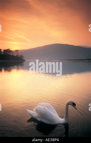Ein Höckerschwan schwimmt ruhig über einen See bei Sonnenuntergang Stockfoto