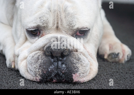 Trauriger Hund Stockfoto