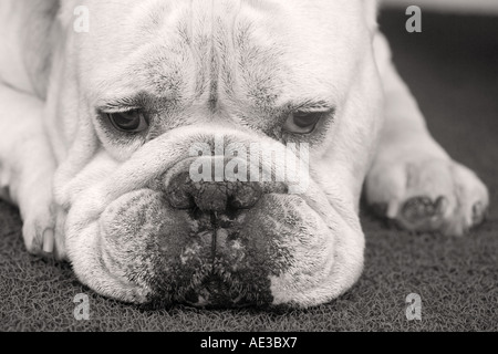 Trauriger Hund Stockfoto